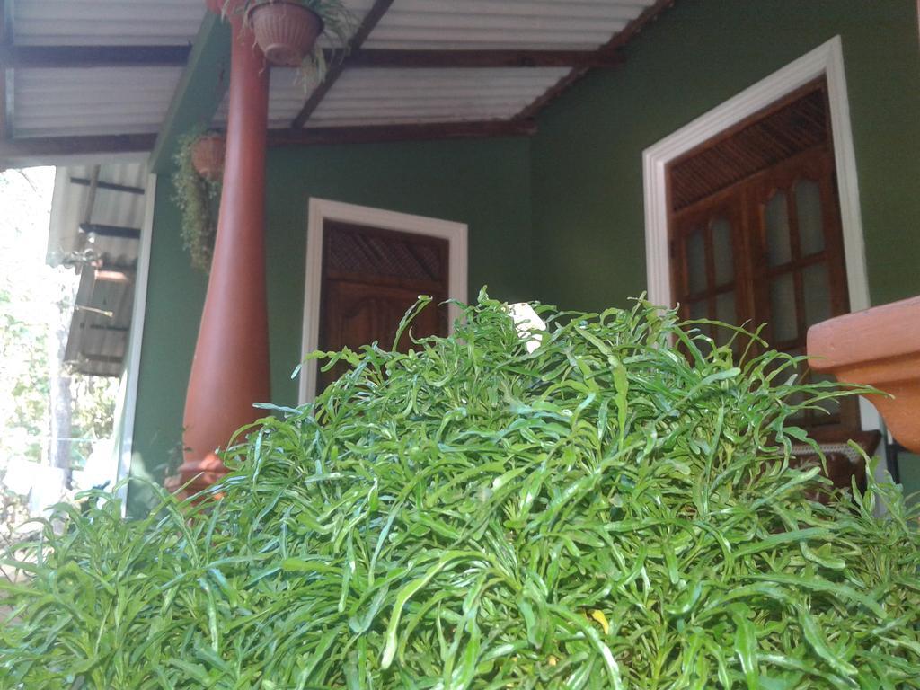 Green Bamboo House Sigiriya Exterior foto